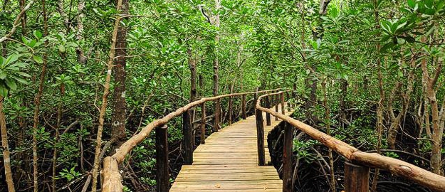 mangrove-boarwalk